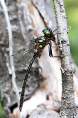 Somatochlora forcipata