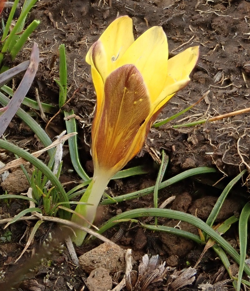 Grassveld Froetang