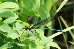 Calopteryx amata