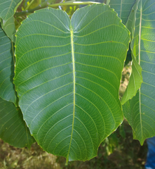 Hura polyandra
