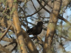 Cercotrichas podobe