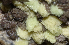 Athericidae