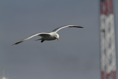 Larus argentatus