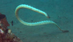 Laticauda semifasciata