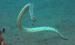 Laticauda semifasciata