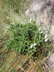 Veronica dieffenbachii, photograph author not stated, no rights reserved