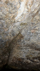 Athericidae