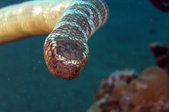 Laticauda semifasciata