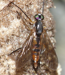 Athericidae