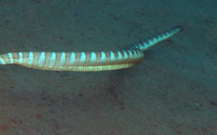 Laticauda semifasciata