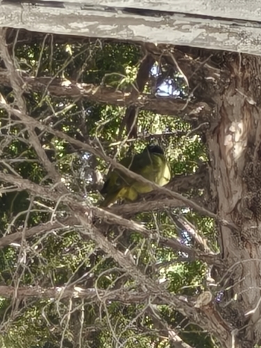 Collared Finchbill
