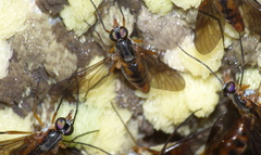 Athericidae