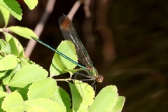Calopteryx amata