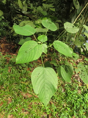 Acalypha macrostachya