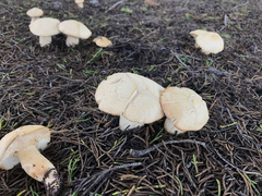 Leucopaxillus albissimus image