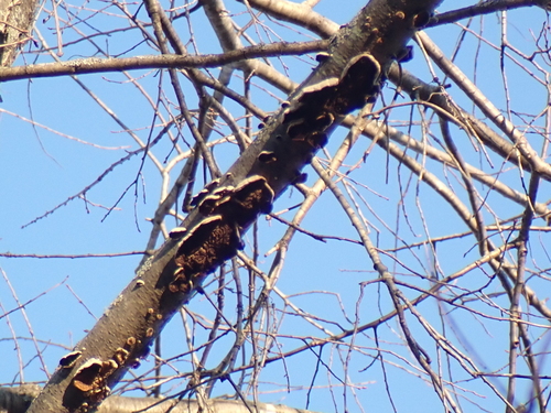 Fungi Including Lichens