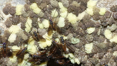 Athericidae