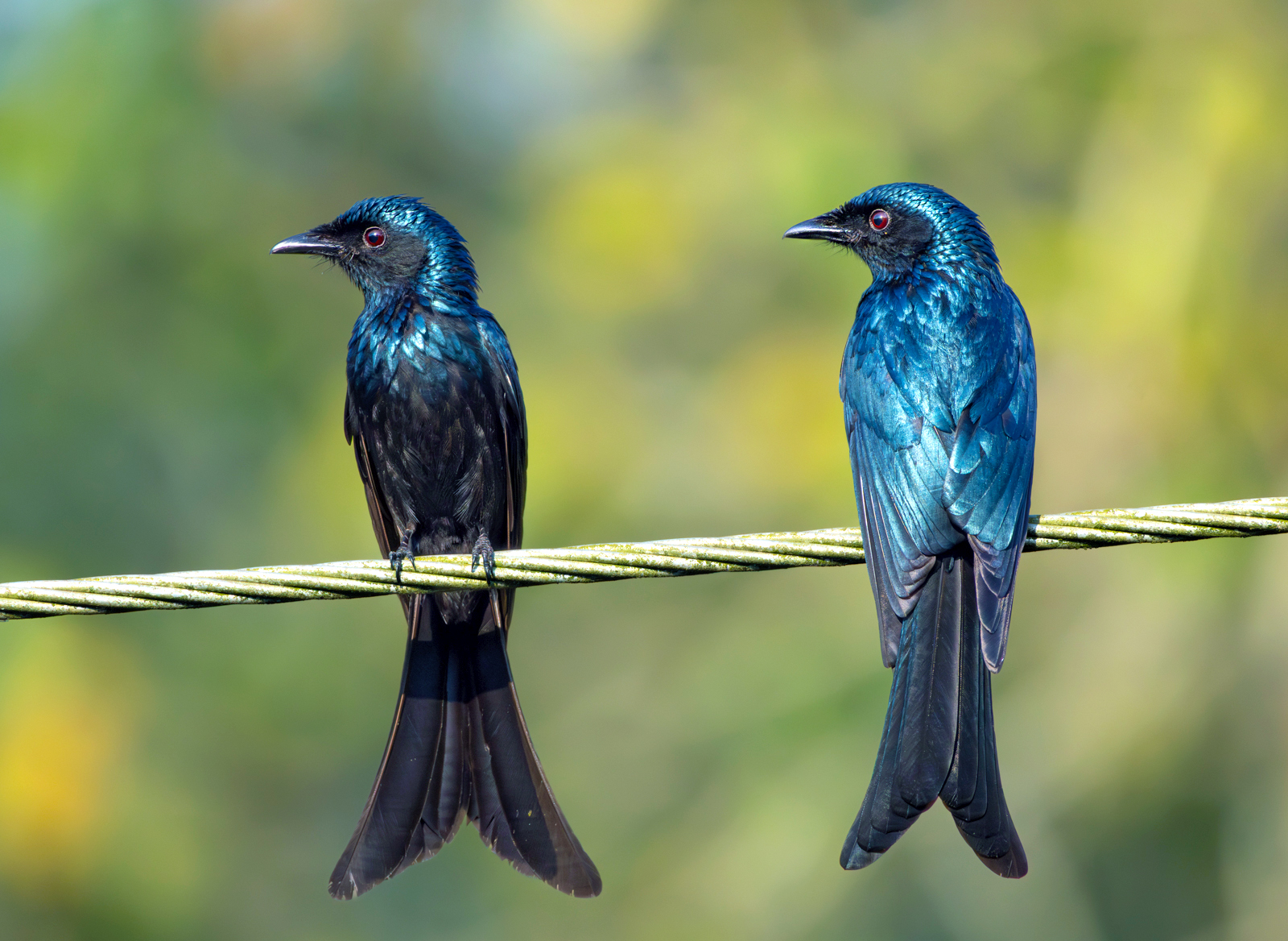 Bronzed Drongo (Dicrurus aeneus), photo 4