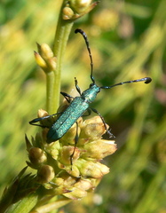 Hypocrites scabriusculus