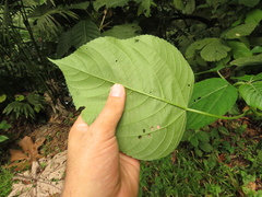 Acalypha macrostachya