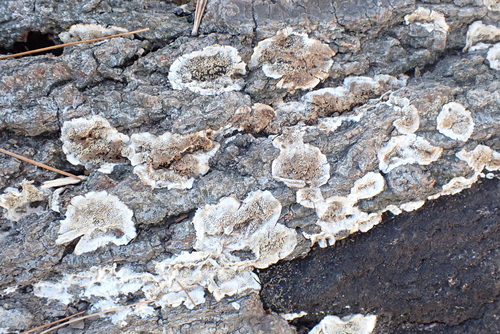 Fungi Including Lichens