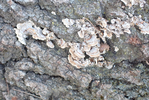 Fungi Including Lichens