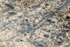 Cephalota chiloleuca