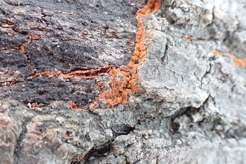 Fungi Including Lichens