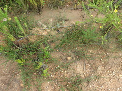 Aspalathus tenuissima