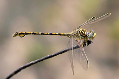 Ceratogomphus pictus