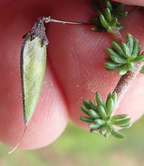 Aspalathus tenuissima
