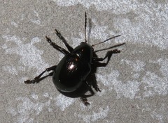 Typophorus nigritus