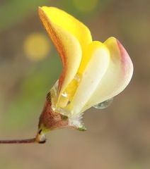 Aspalathus tenuissima