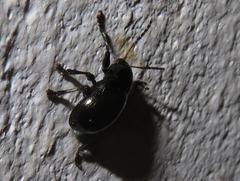 Typophorus nigritus