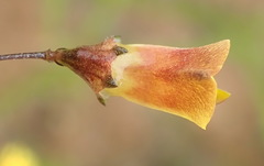 Aspalathus tenuissima