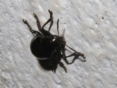 Typophorus nigritus