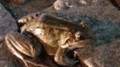 Leptodactylus