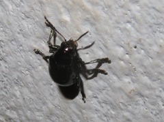 Typophorus nigritus