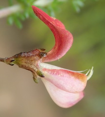 Aspalathus tenuissima
