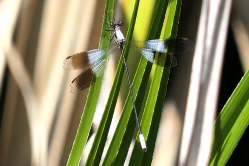 White Malachite