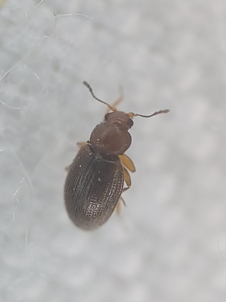 Corticarina cavicollis