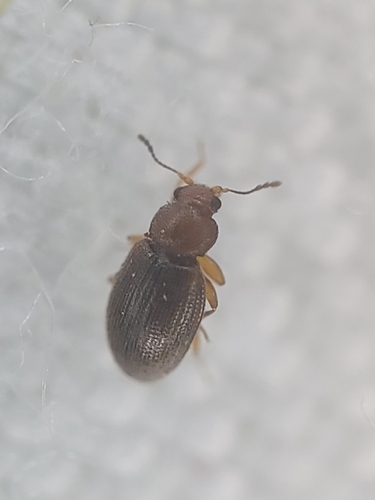 Corticarina cavicollis