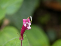 Siphocampylus nematosepalus