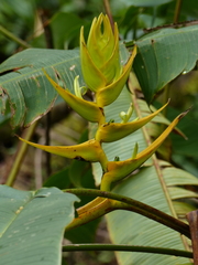 Heliconia lankesteri