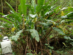 Heliconia lankesteri