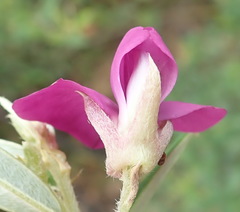 Podalyria buxifolia