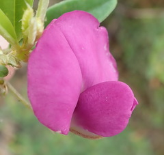 Podalyria buxifolia
