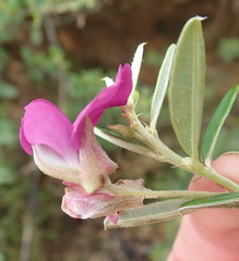 Podalyria buxifolia