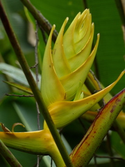 Heliconia lankesteri