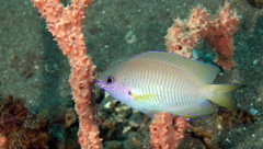 Pomacentrus amboinensis